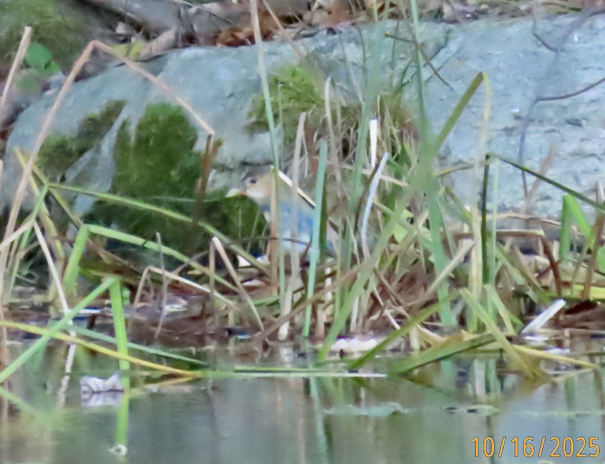 Purple Gallinule - ML643594369