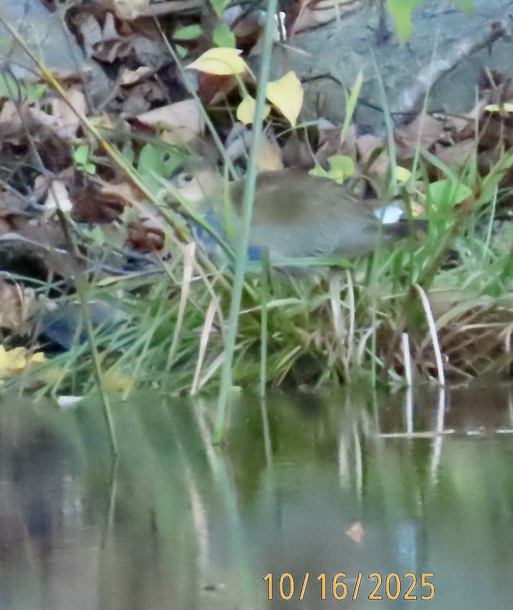 Purple Gallinule - ML643594373