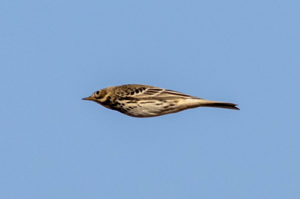 Rotkehlpieper - ML643594393