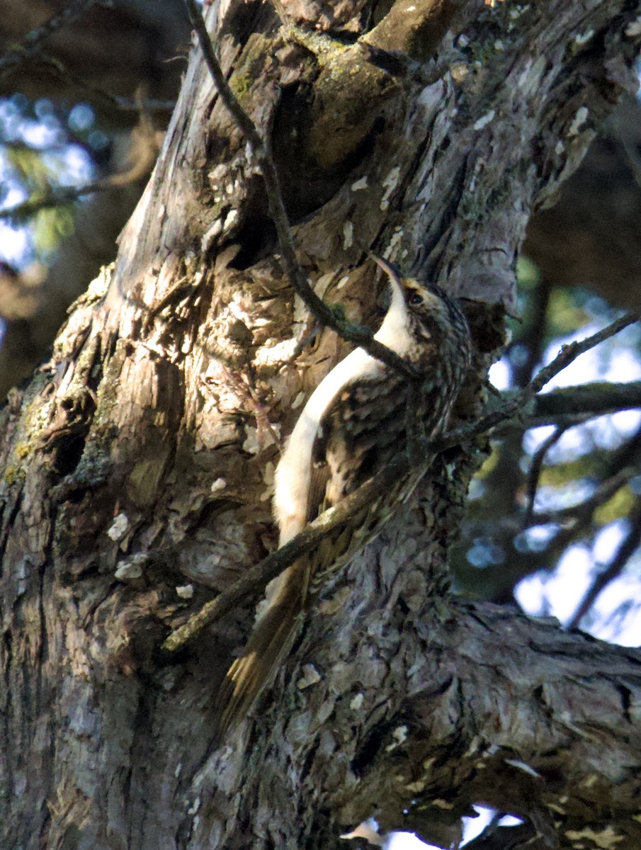 Brown Creeper - ML643594422