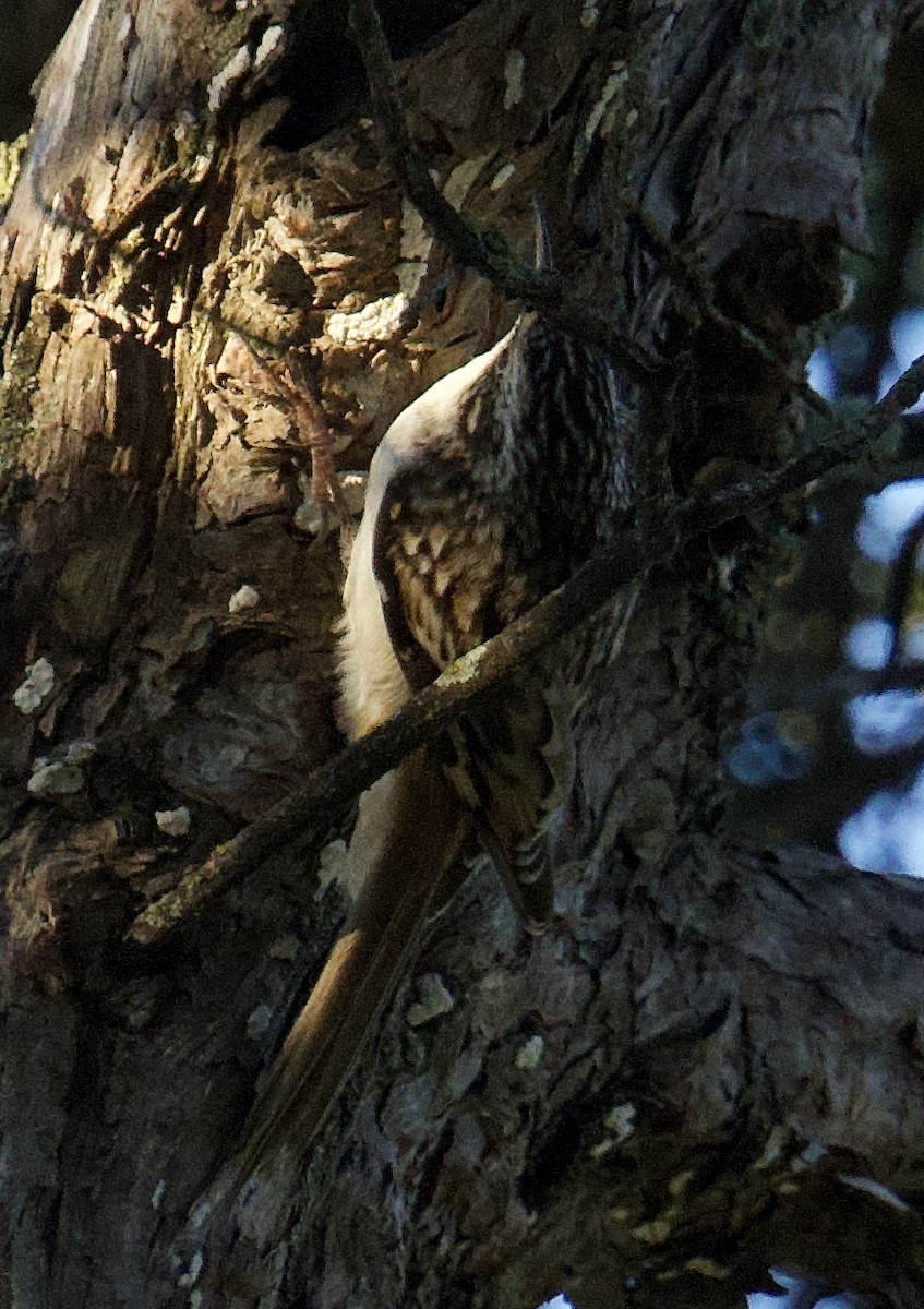 Brown Creeper - ML643594423