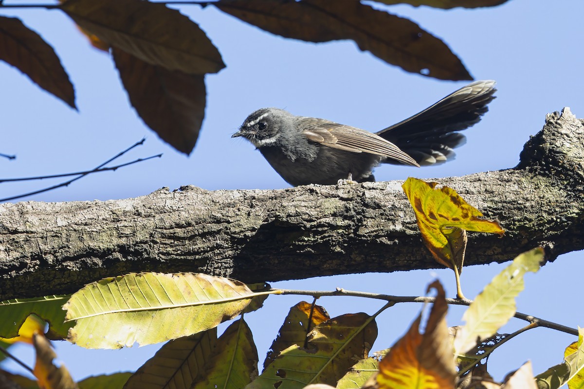 White-throated Fantail - ML643594425