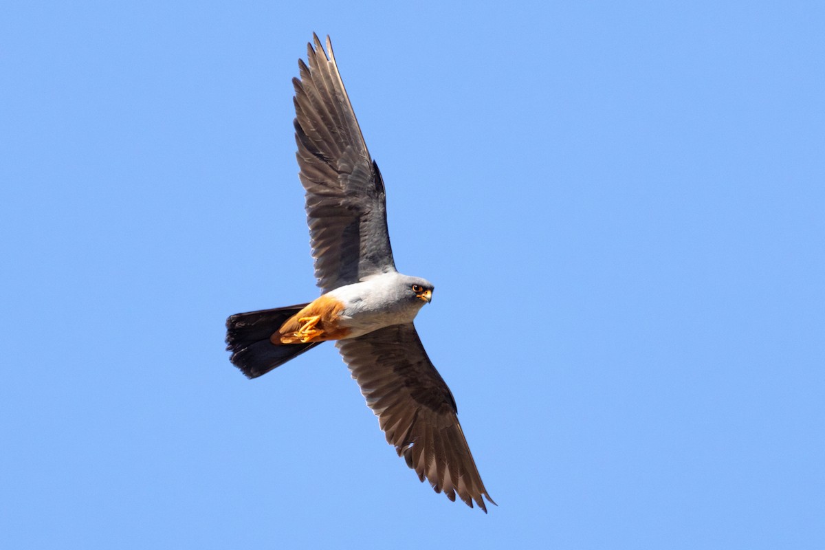 Red-footed Falcon - ML643594430