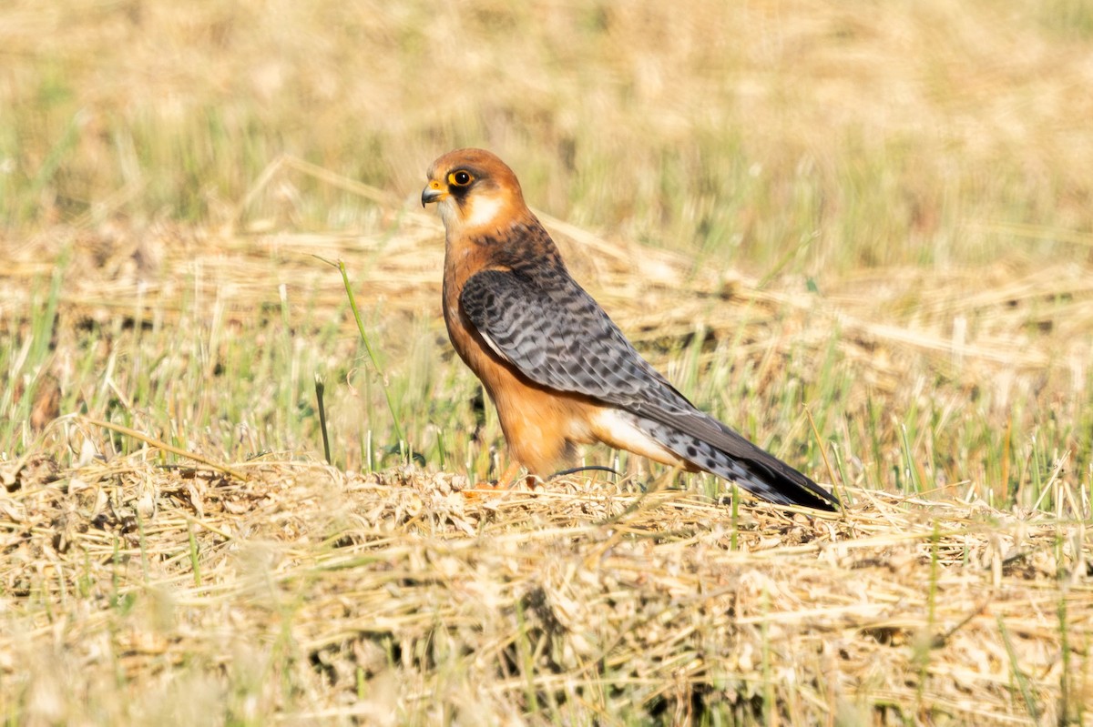 Red-footed Falcon - ML643594432