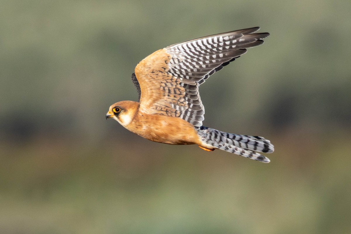Red-footed Falcon - ML643594435