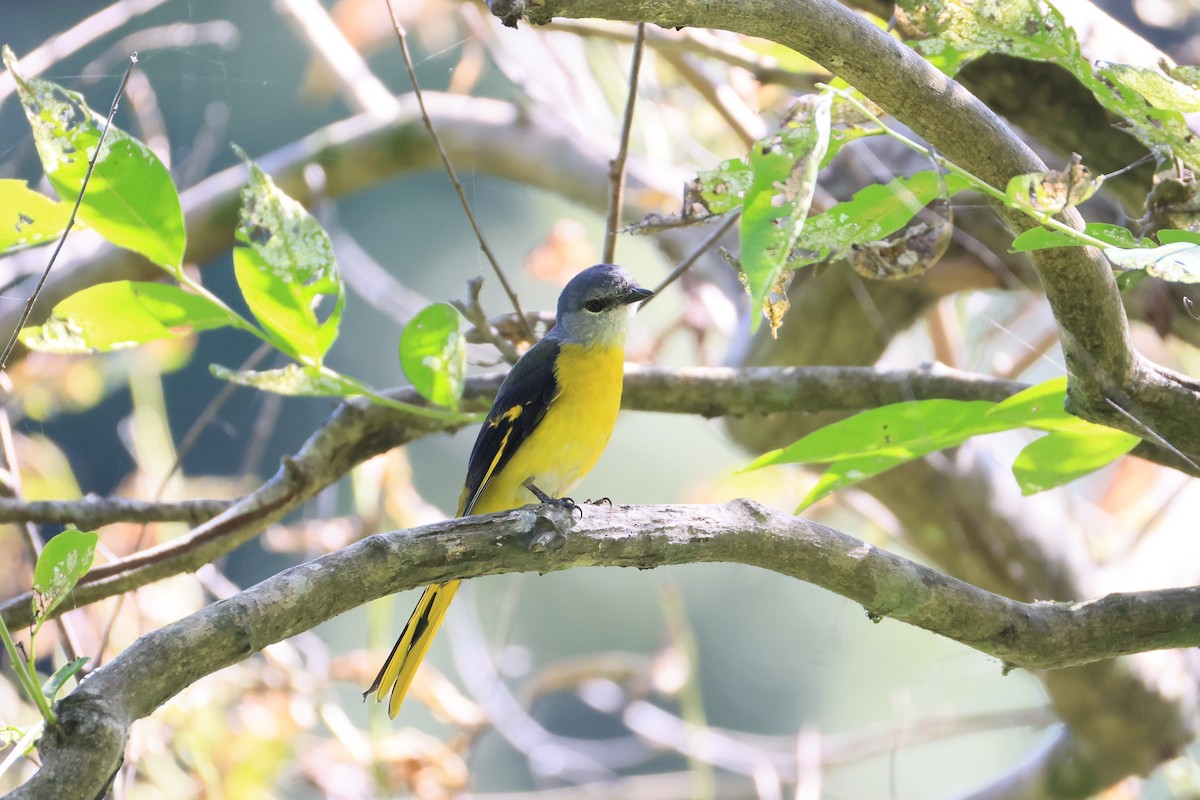 Gray-chinned Minivet - ML643594439