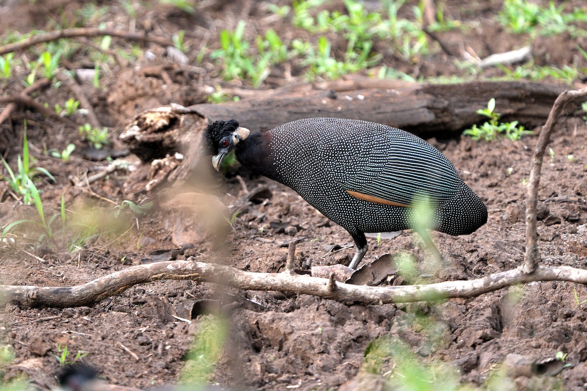 Southern Crested Guineafowl - ML643594444