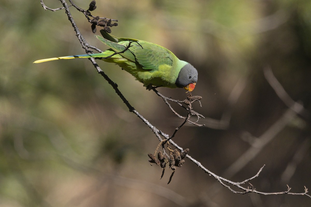 Slaty-headed Parakeet - ML643594446