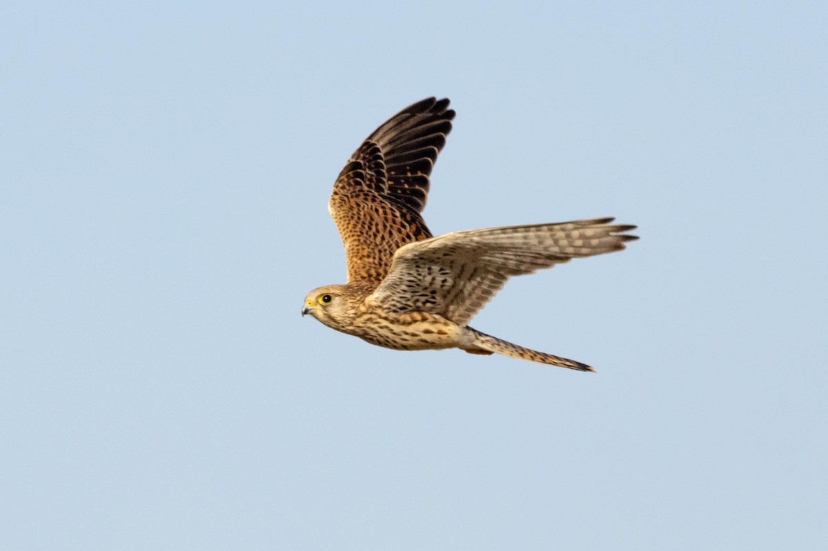 Turmfalke - ML643594448