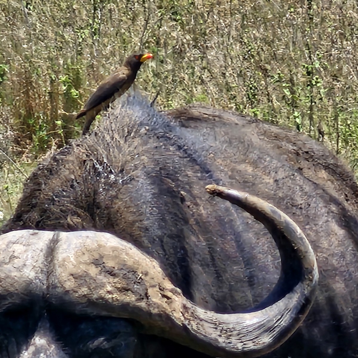 Yellow-billed Oxpecker - ML643594450