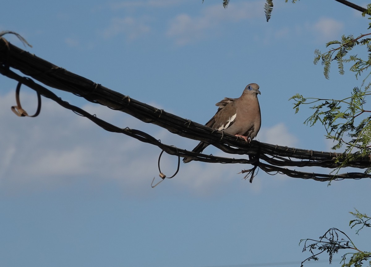 West Peruvian Dove - ML643594465