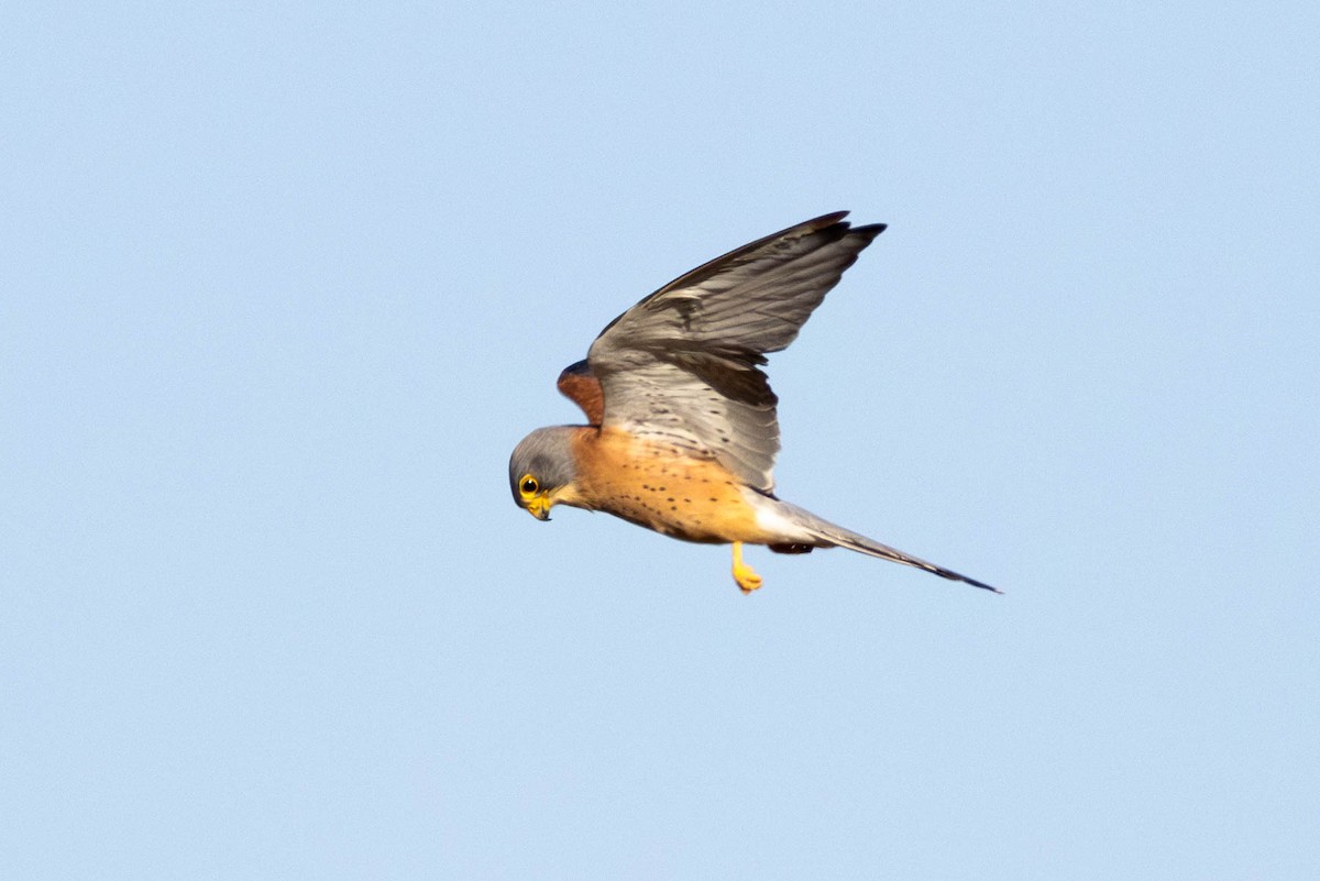Rötelfalke - ML643594472