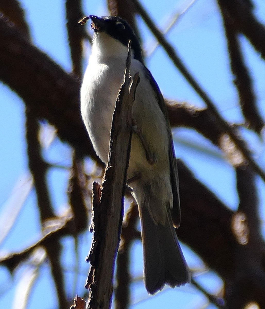 Gilbert's Honeyeater - ML643594482