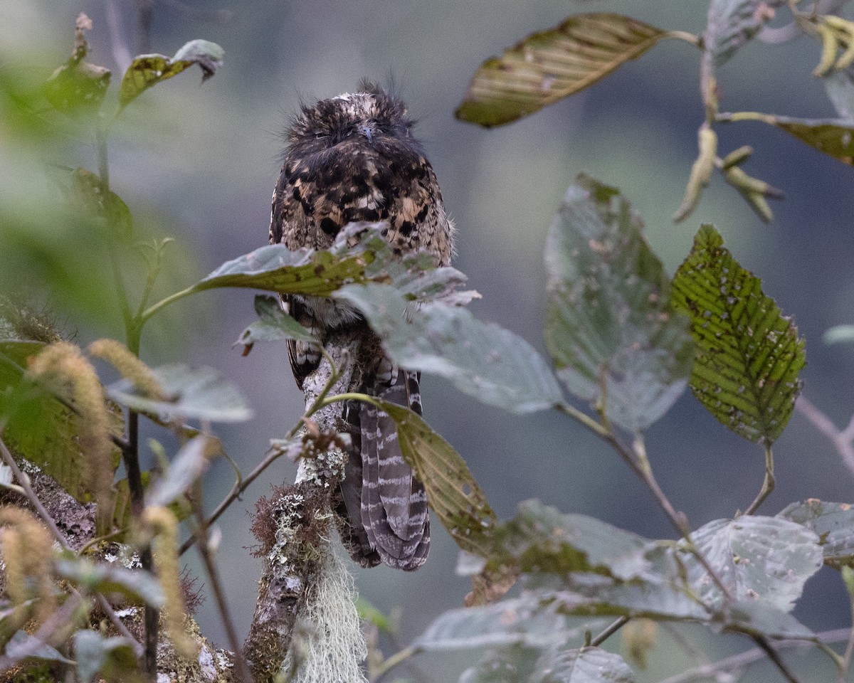 Andean Potoo - ML643594487