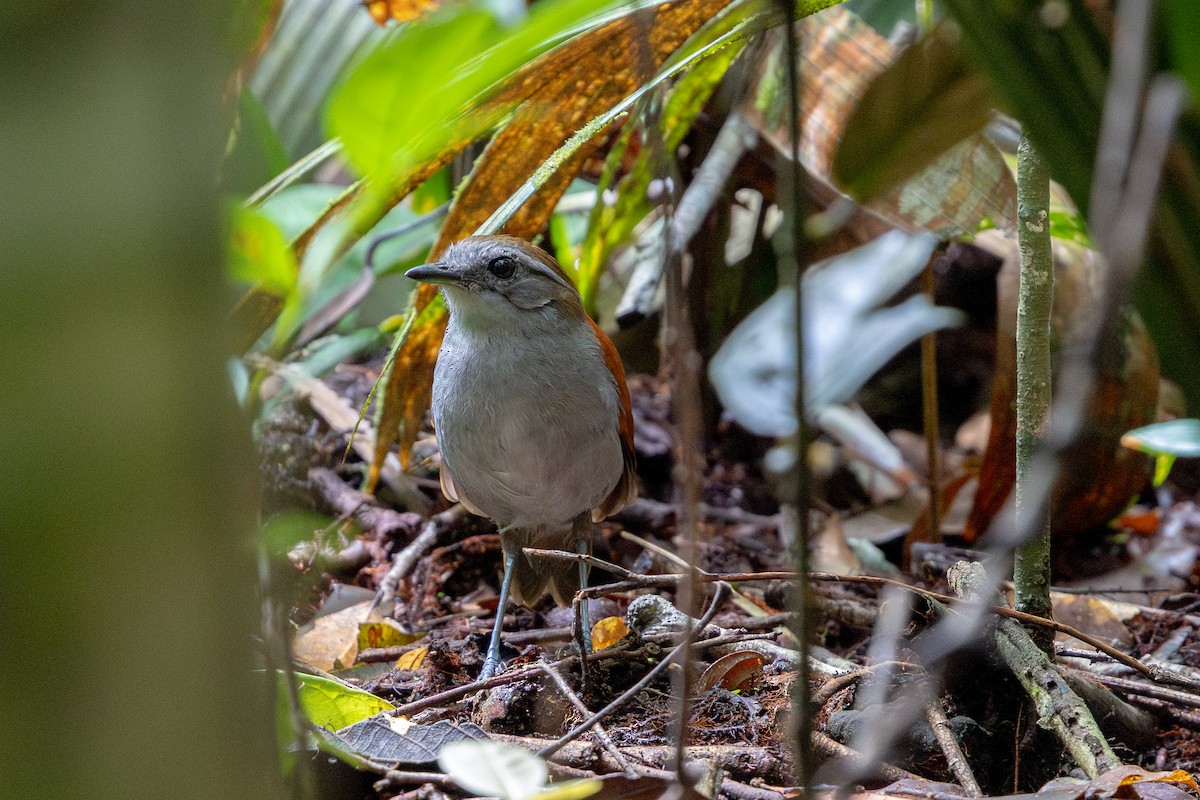 Jejenero Ventrinegro - ML643594503