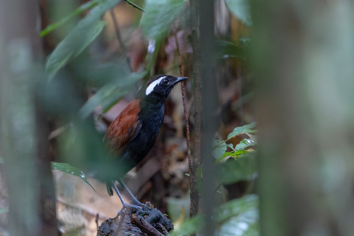 Jejenero Ventrinegro - ML643594504