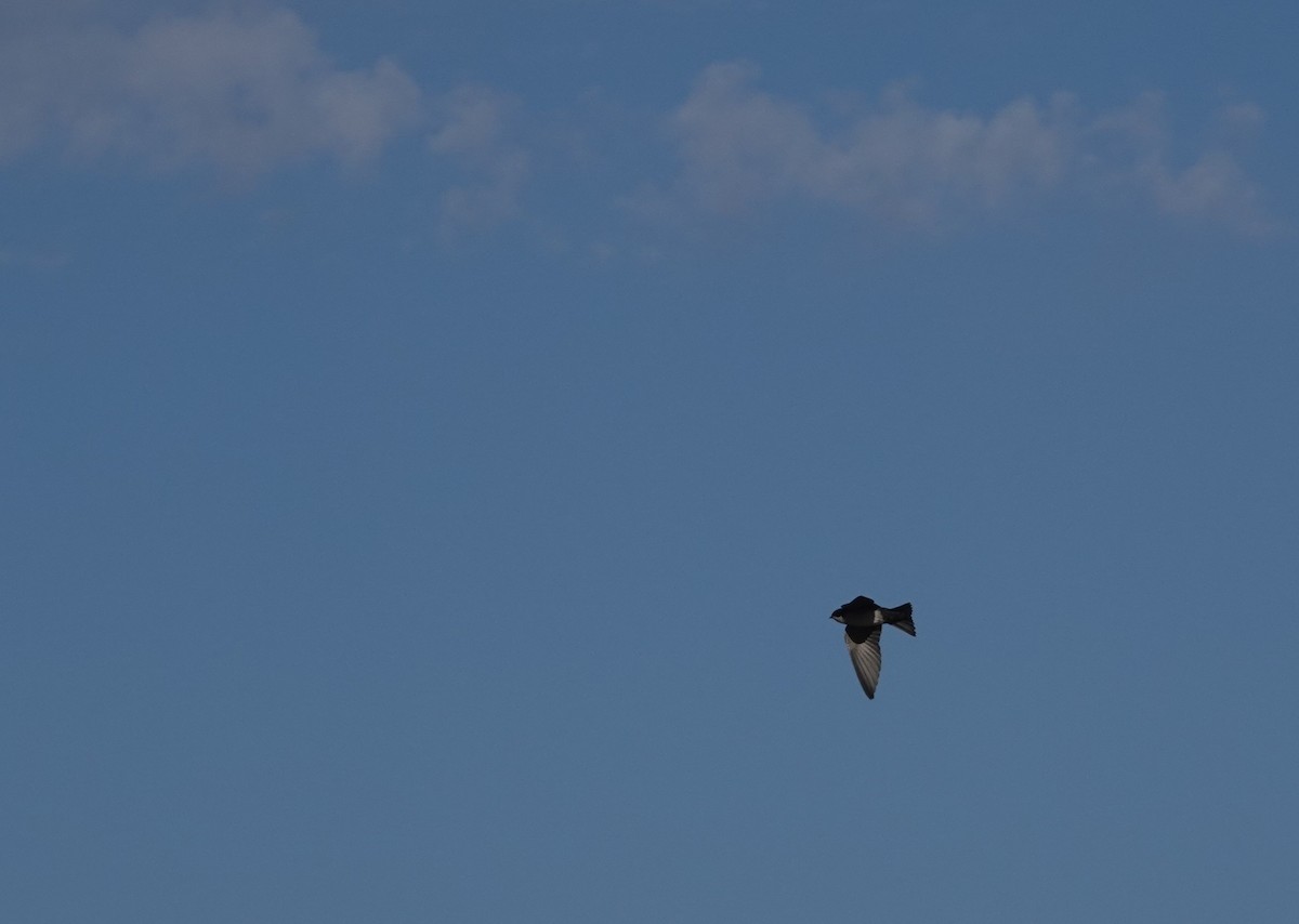 Blue-and-white Swallow - ML643594507