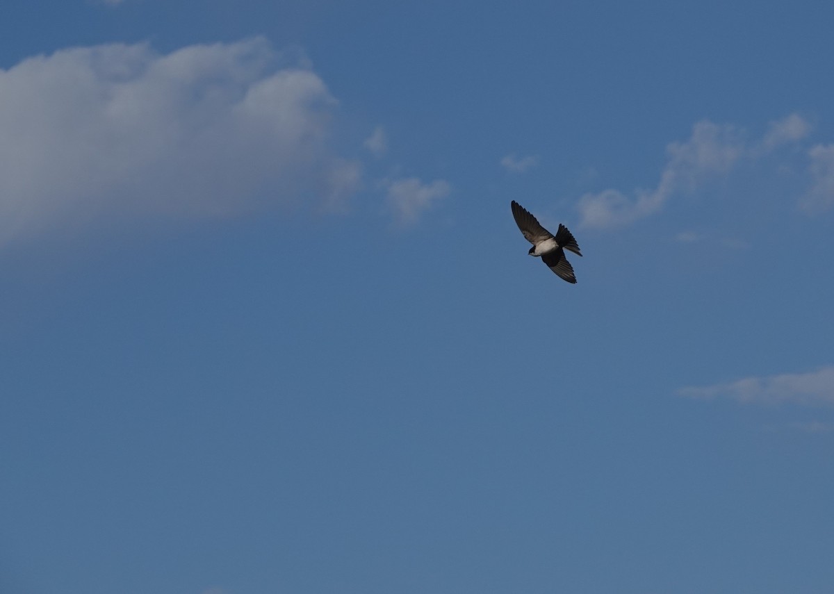 Blue-and-white Swallow - ML643594508
