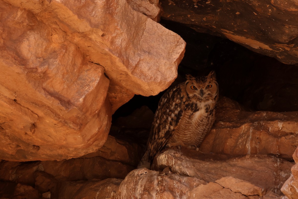 Pharaoh Eagle-Owl - ML643594513