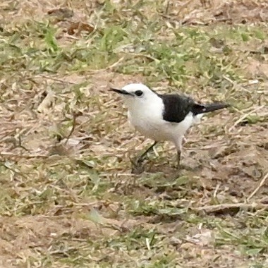 Moucherolle à dos noir - ML643594531