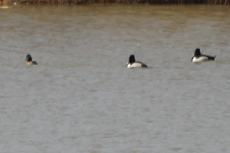 Ring-necked Duck - ML643594542