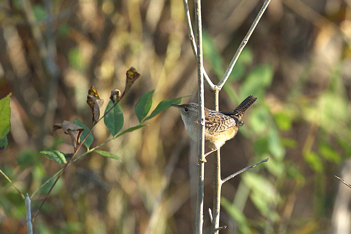 Sedge Wren - ML643594547