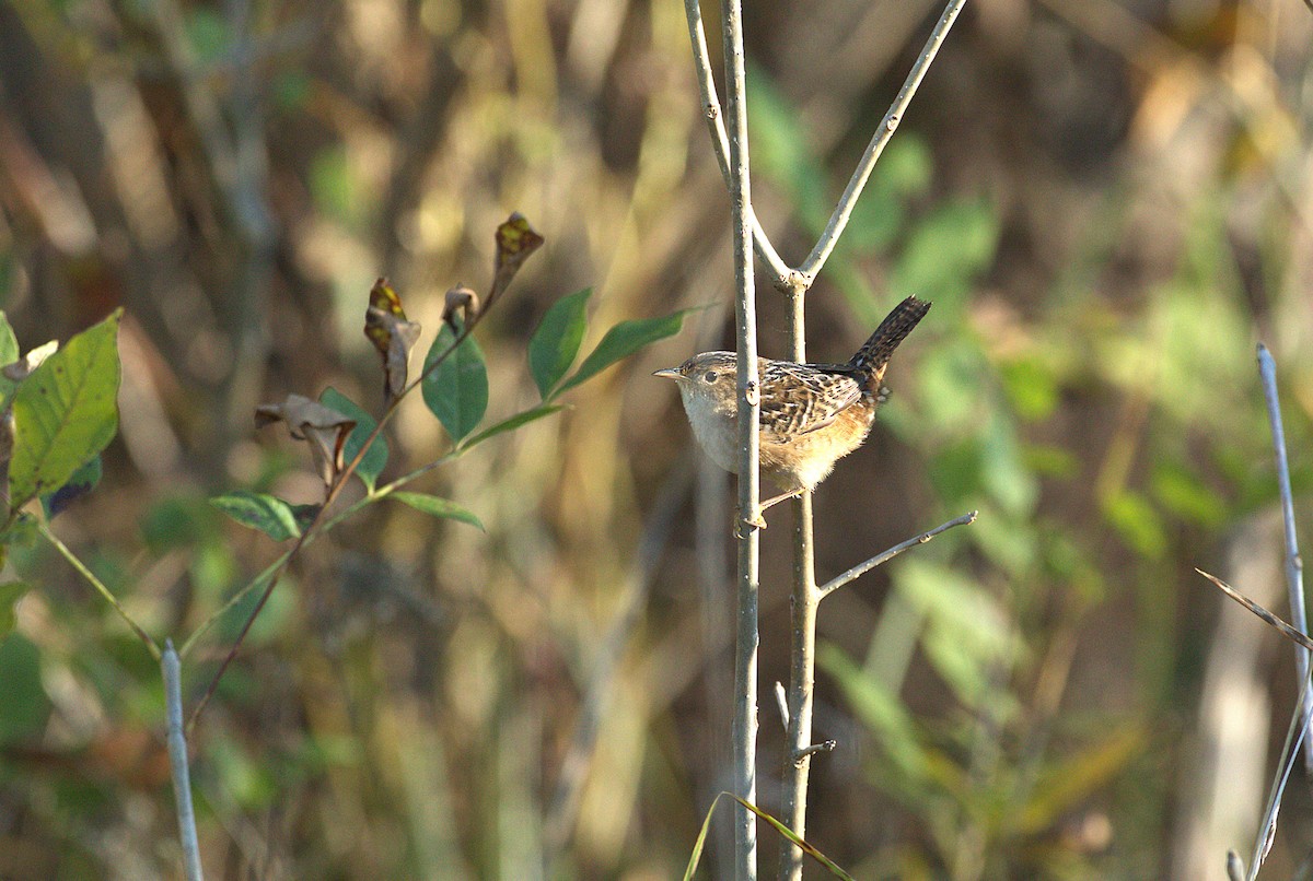 Sedge Wren - ML643594548