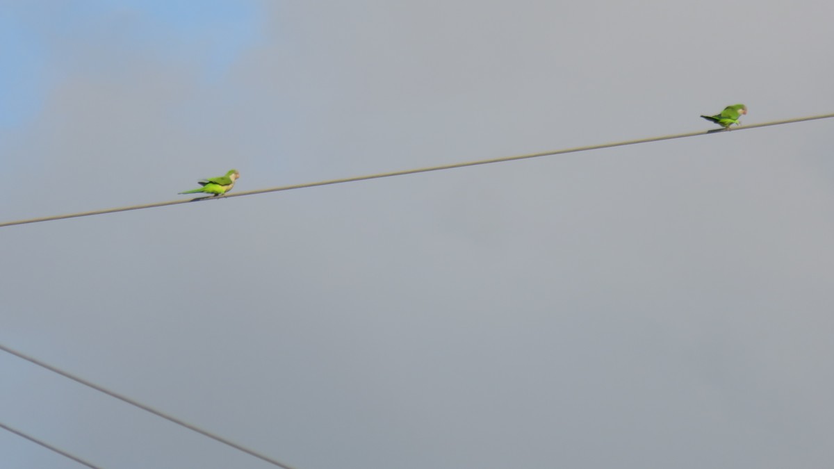 Monk Parakeet - ML643594554