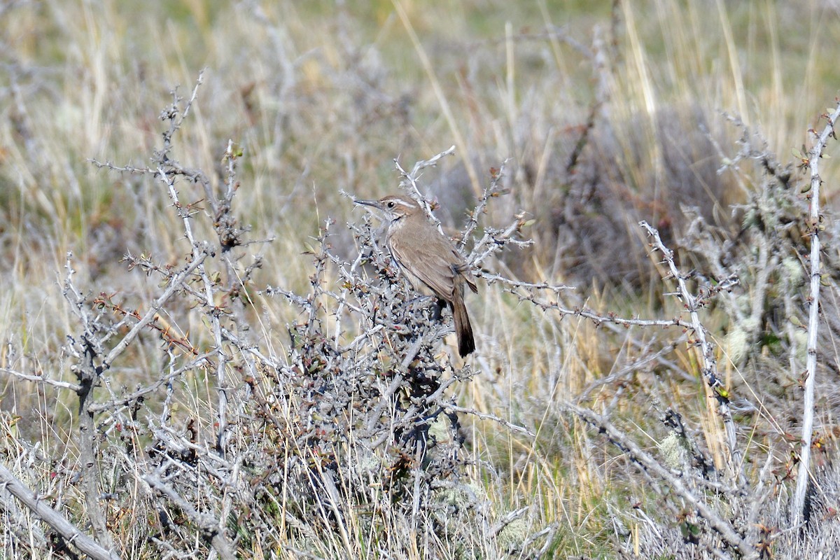 Chilia rougequeue - ML643594558