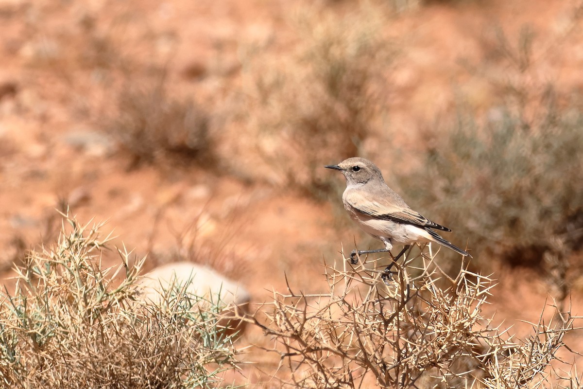 סלעית מדבר - ML643594592