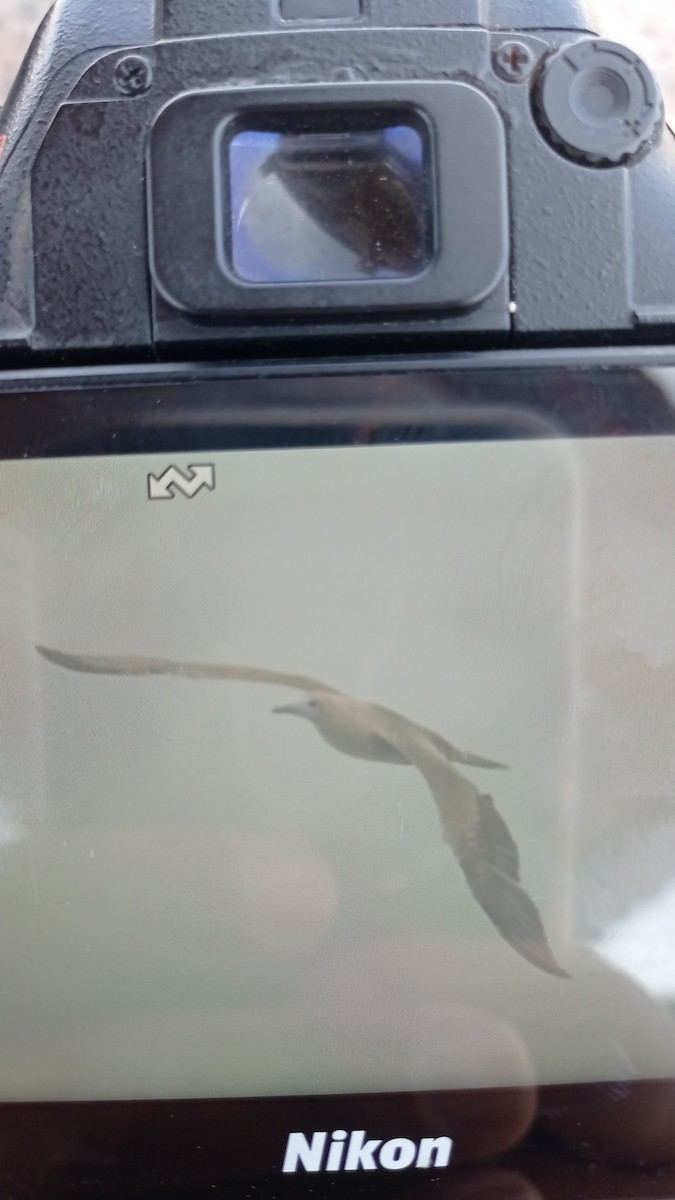 Red-footed Booby - ML643594596