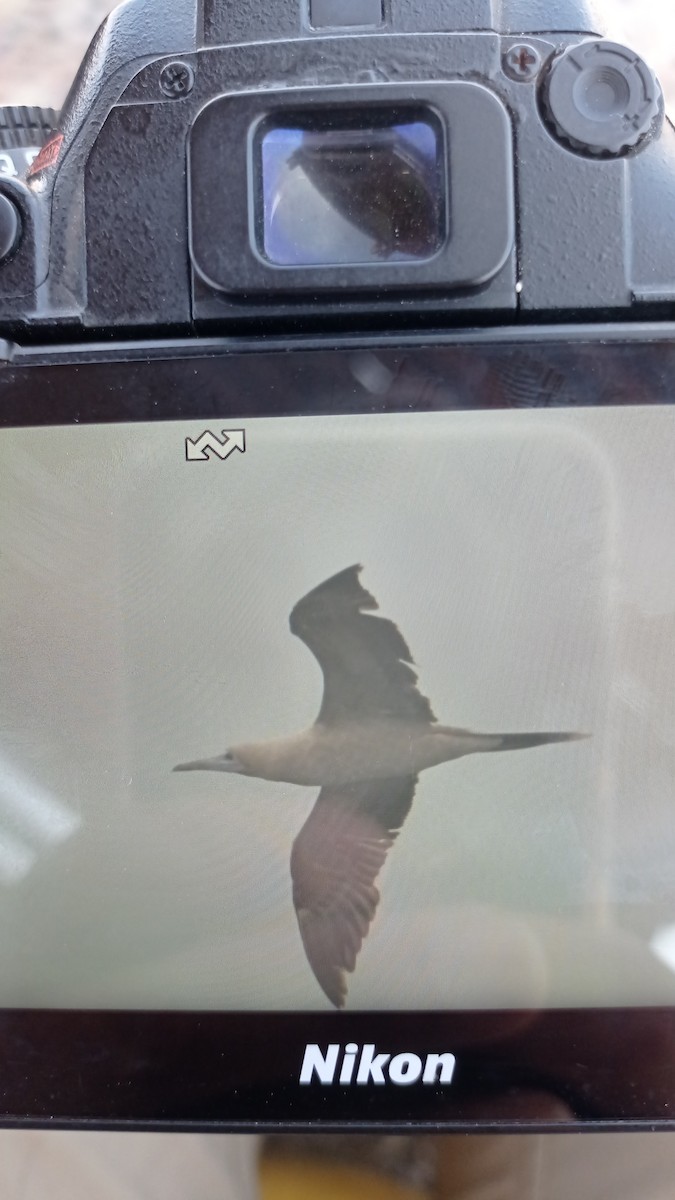 Red-footed Booby - ML643594597