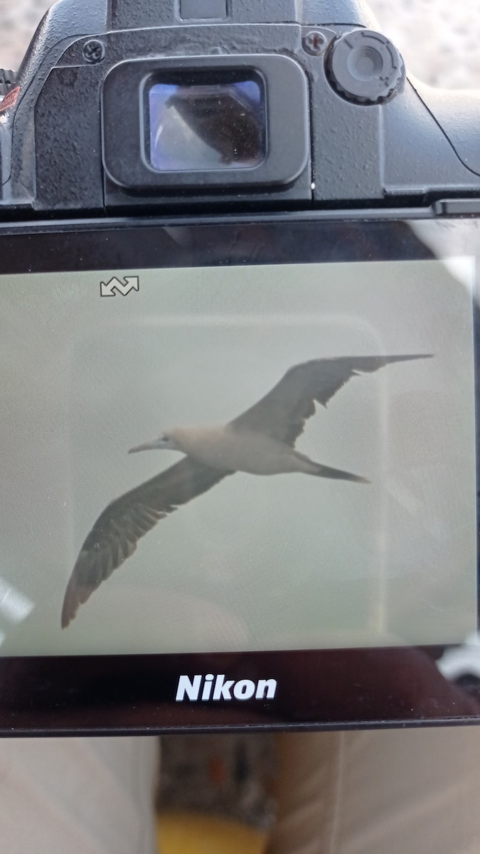 Red-footed Booby - ML643594598