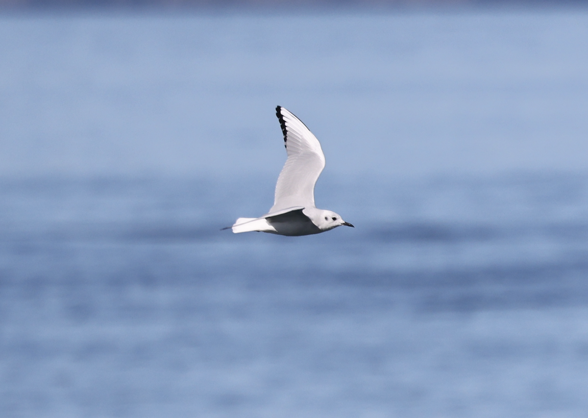 Bonaparte's Gull - ML643594613