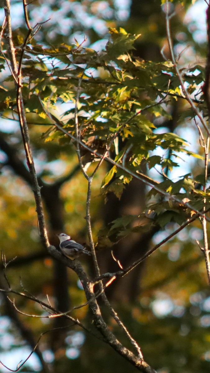 White-breasted Nuthatch - ML643594614