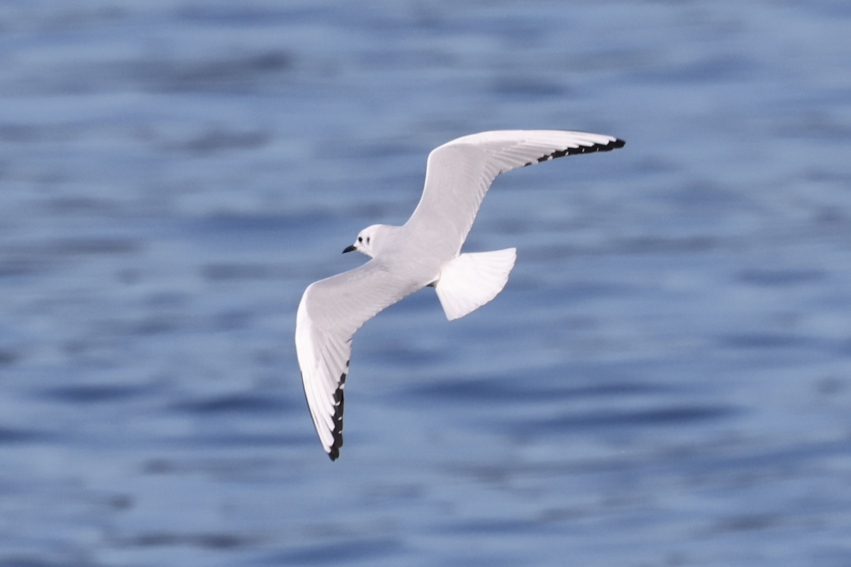 Bonaparte's Gull - ML643594615