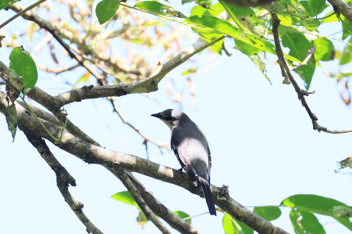 Minivet Ceniciento - ML643594619