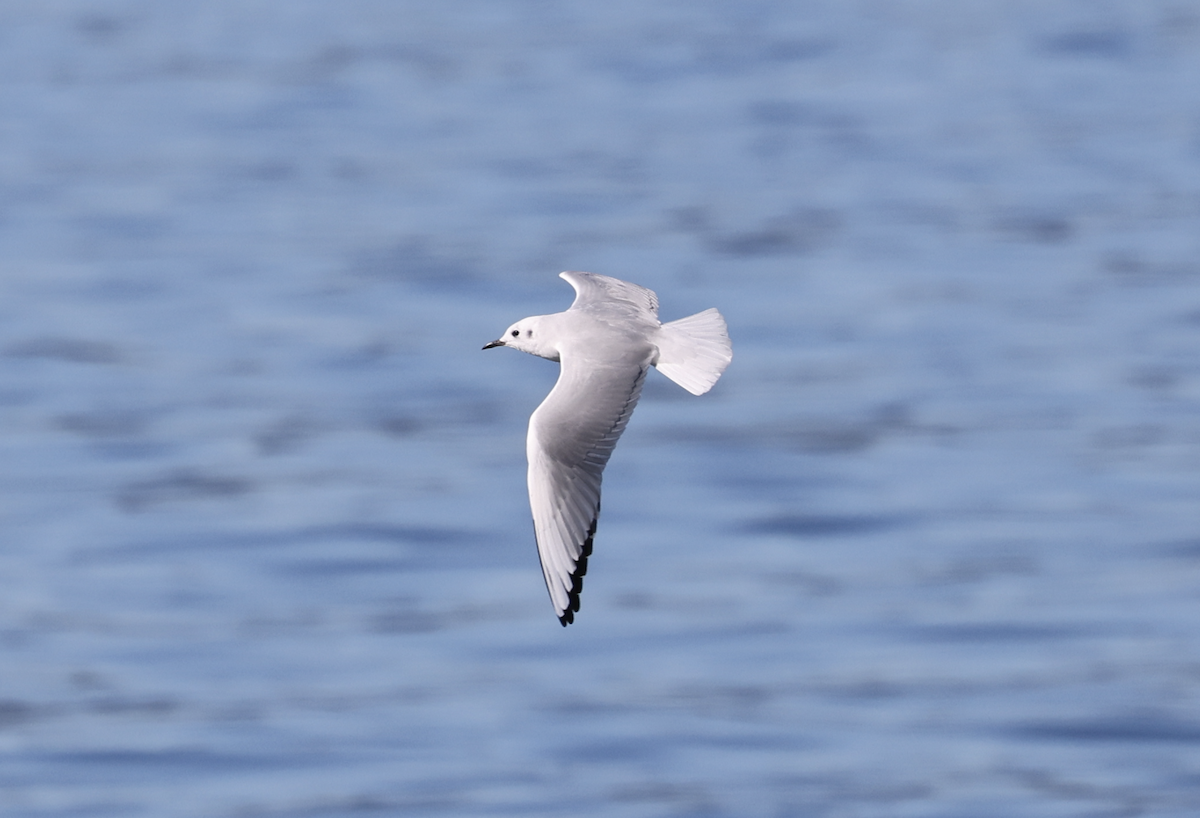 Bonaparte's Gull - ML643594620