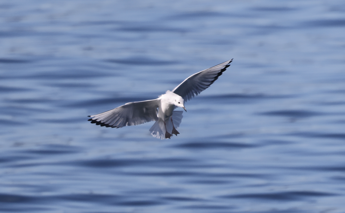Bonaparte's Gull - ML643594625