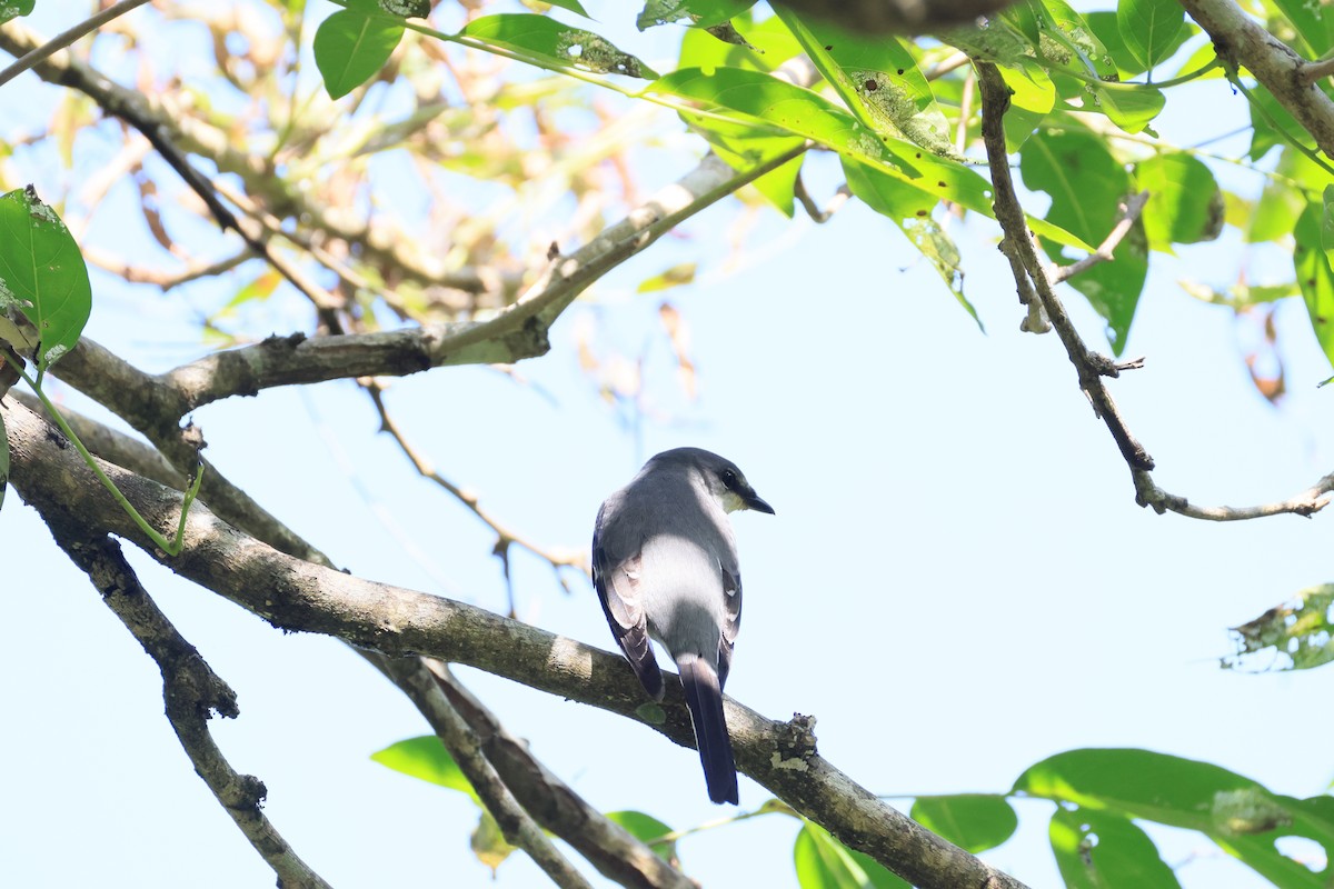 Minivet Ceniciento - ML643594628