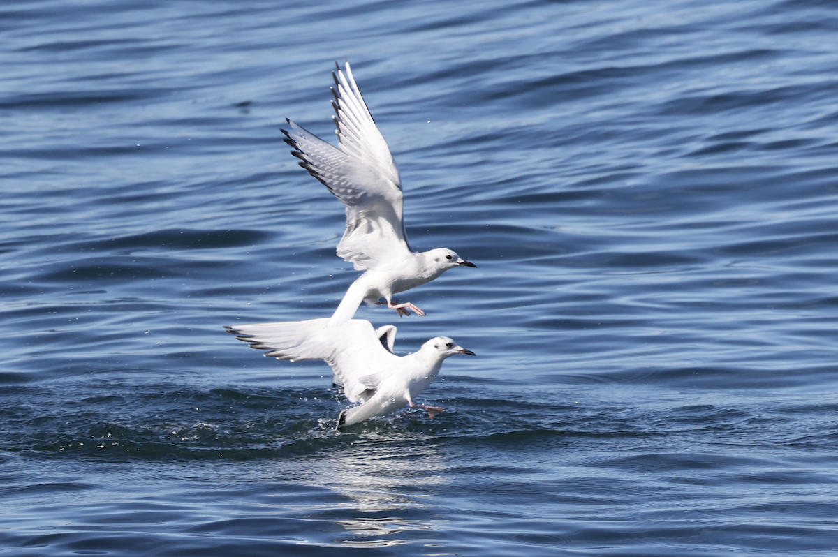 Bonaparte's Gull - ML643594629