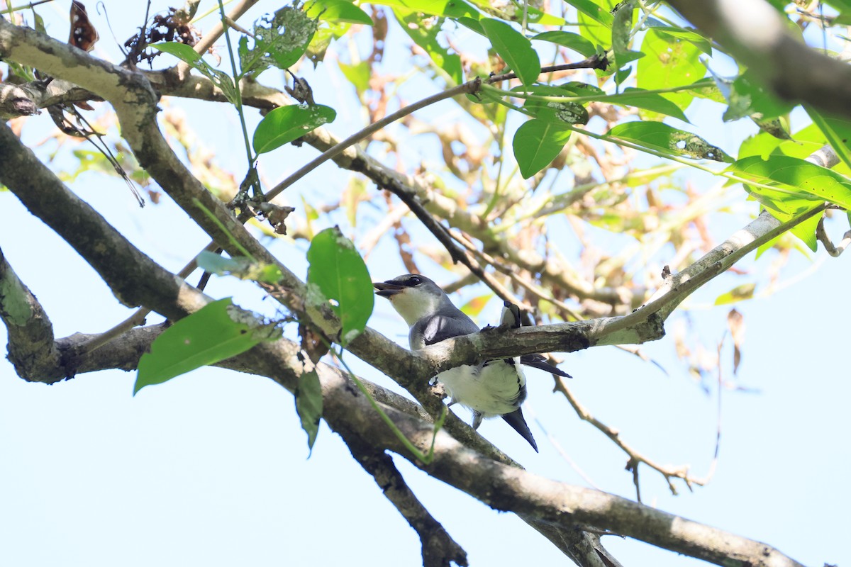 Minivet Ceniciento - ML643594631