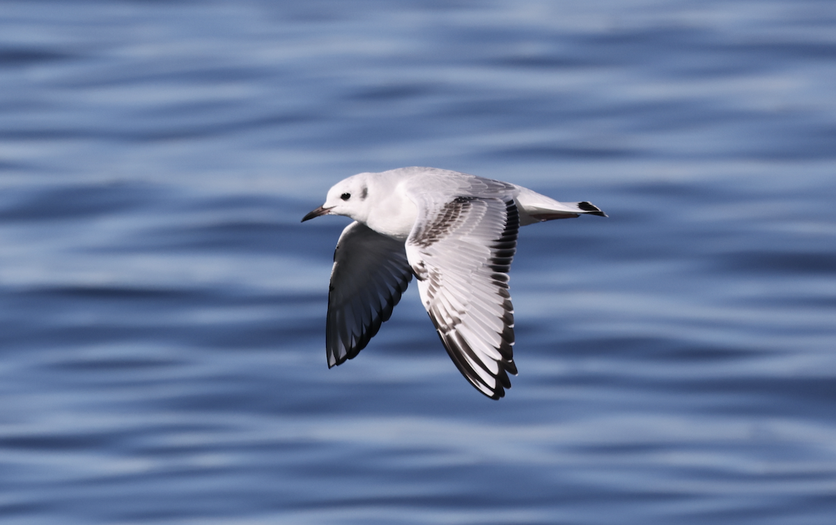 Bonaparte's Gull - ML643594637