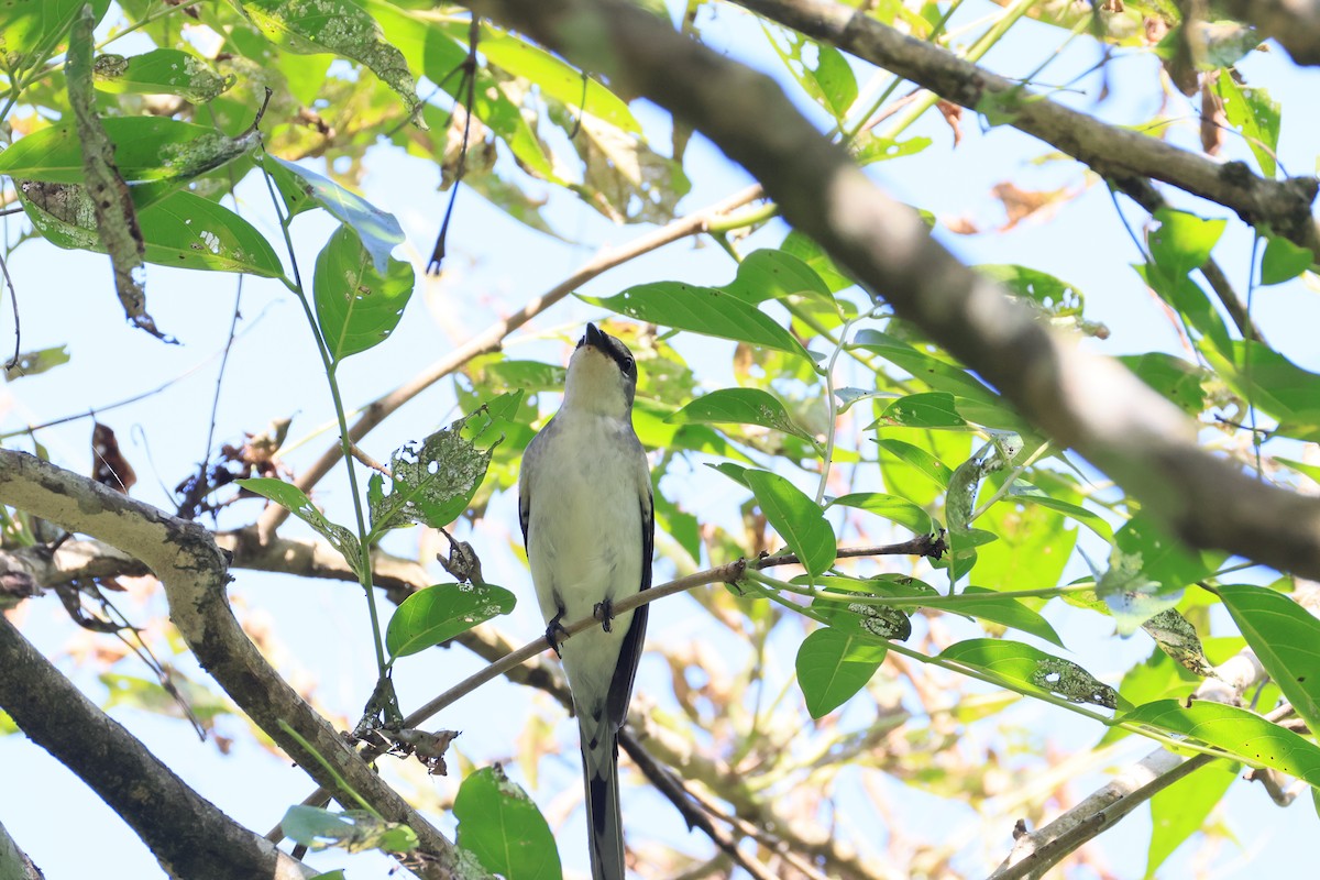 Minivet Ceniciento - ML643594638
