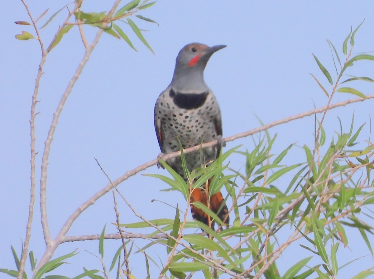 Northern Flicker (Red-shafted) - ML643594639