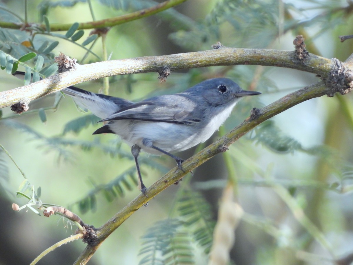 Blue-gray Gnatcatcher (Western) - ML643594648