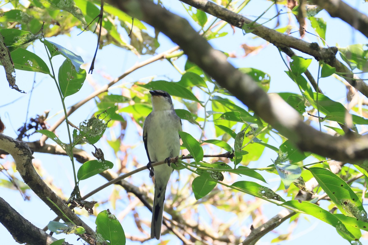 Minivet Ceniciento - ML643594651
