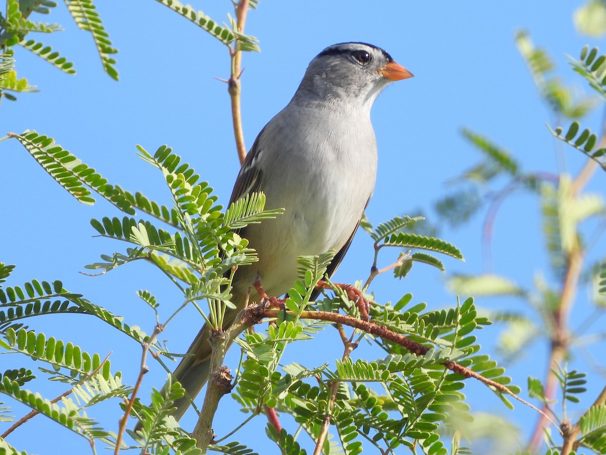 White-crowned Sparrow (Gambel's) - ML643594659