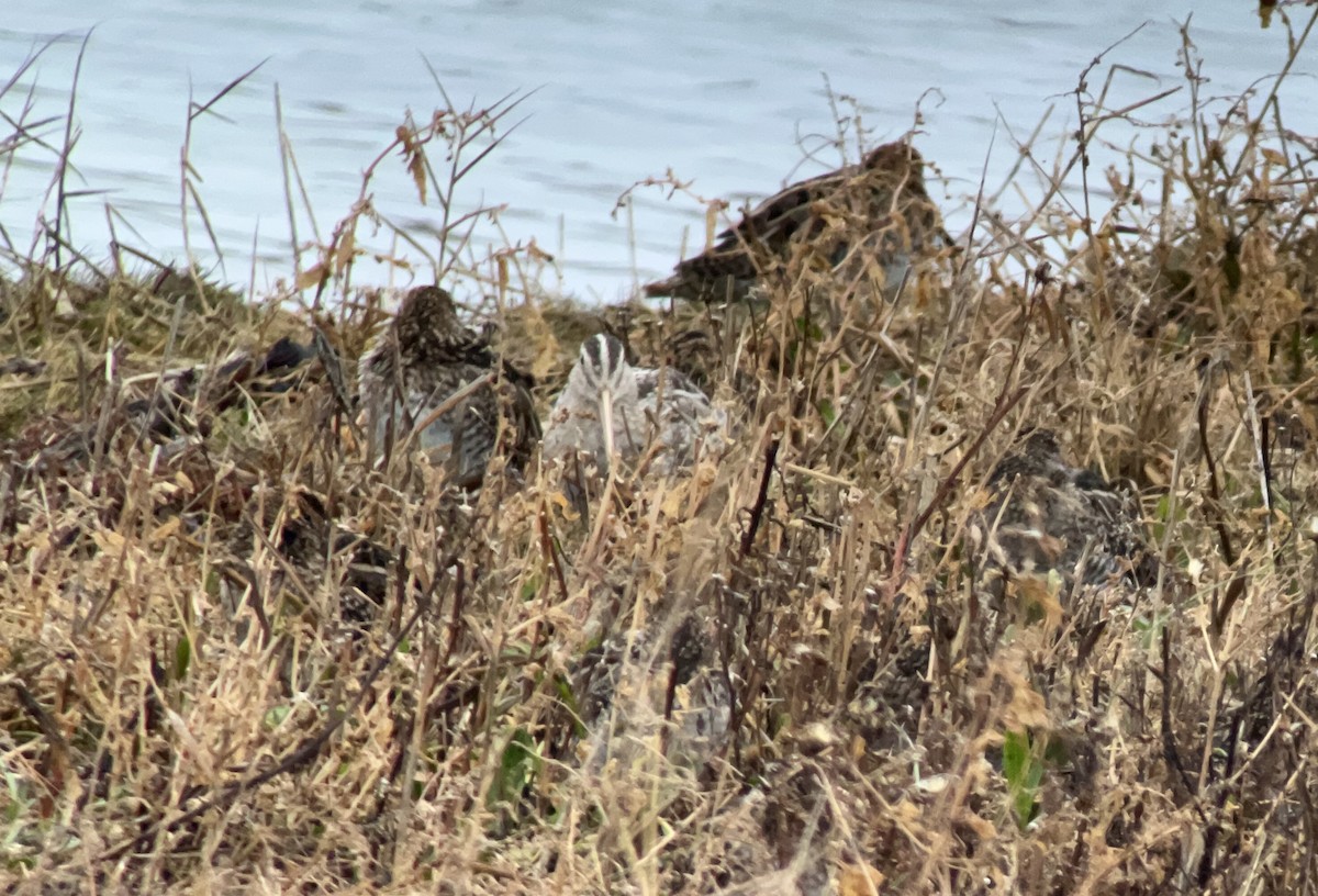 Common Snipe - ML643594679