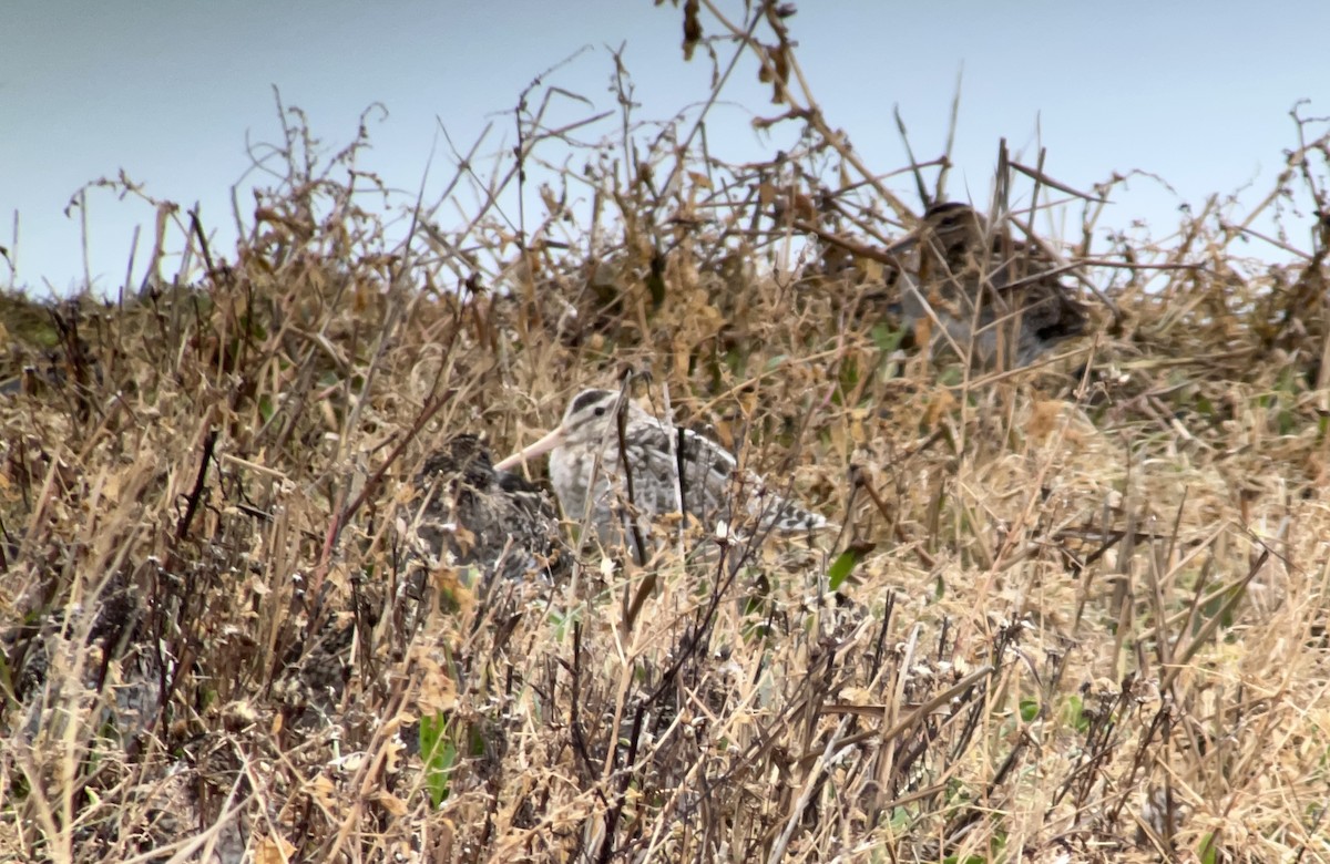 Common Snipe - ML643594680